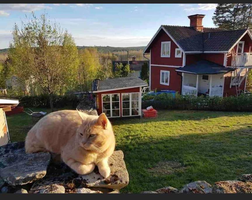 Egen Stuga Och Vedeldad Bastu Linghed 외부 사진